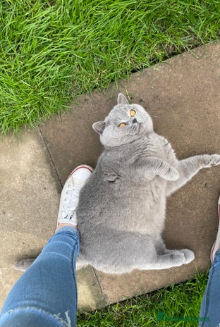 British Shorthair cats ⭐️ GCCF & TICA STUD CARRYING CHOCOLATE ⭐️ in Derby - Advert 19