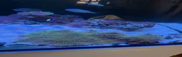 Other/Mixed Breed fish for sale:  Marine Tank Shutdown – Full Livestock Package  in London - Advert 8