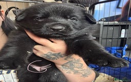 Mixed Breed dogs for sale: Shepweiler puppies READY TO RESERVE! - Image 7