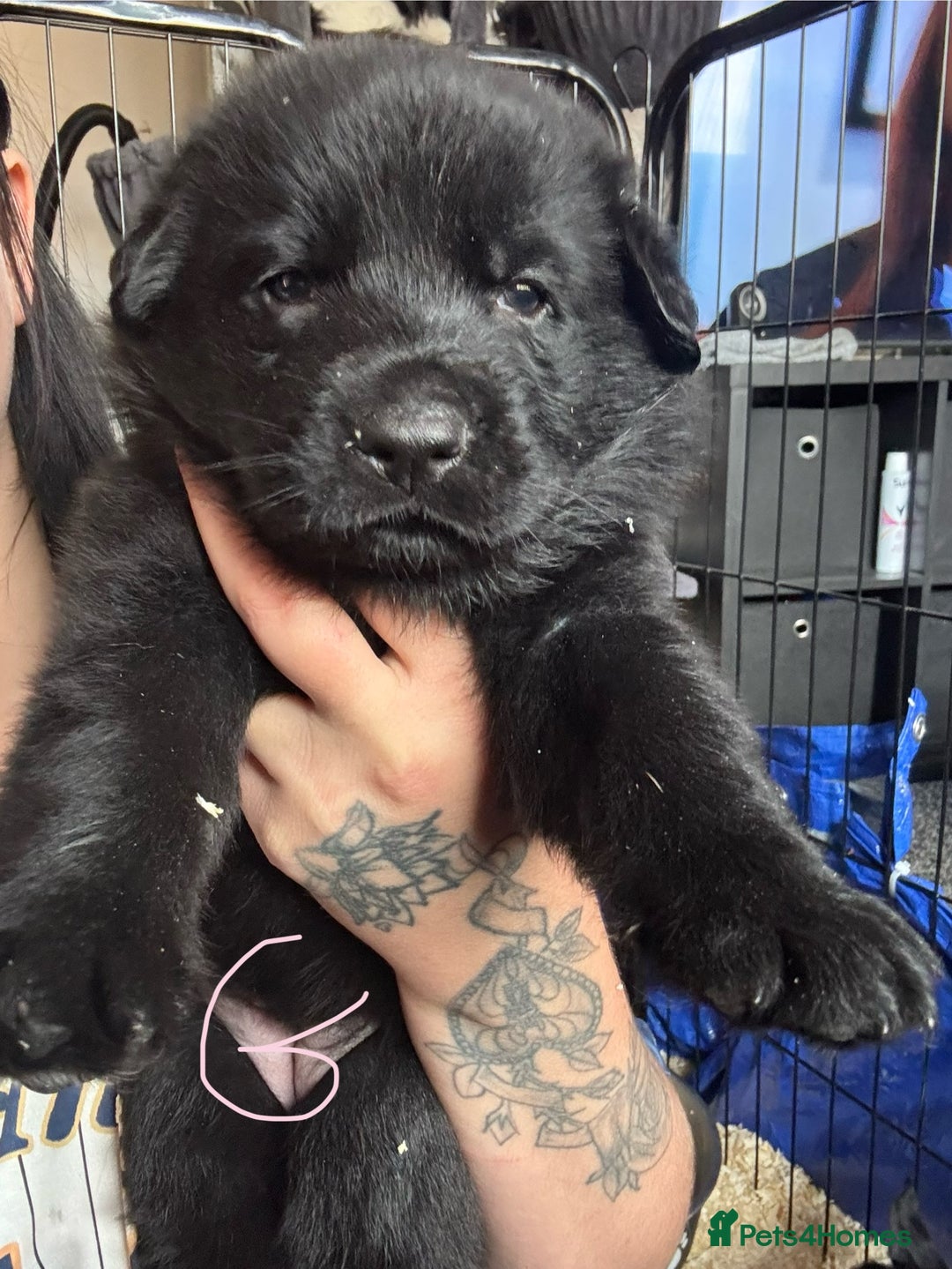 Mixed Breed dogs for sale: Shepweiler puppies READY TO RESERVE! - Image 7