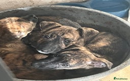 Mixed Breed dogs for sale: Last Whippet X puppy left  - Image 1