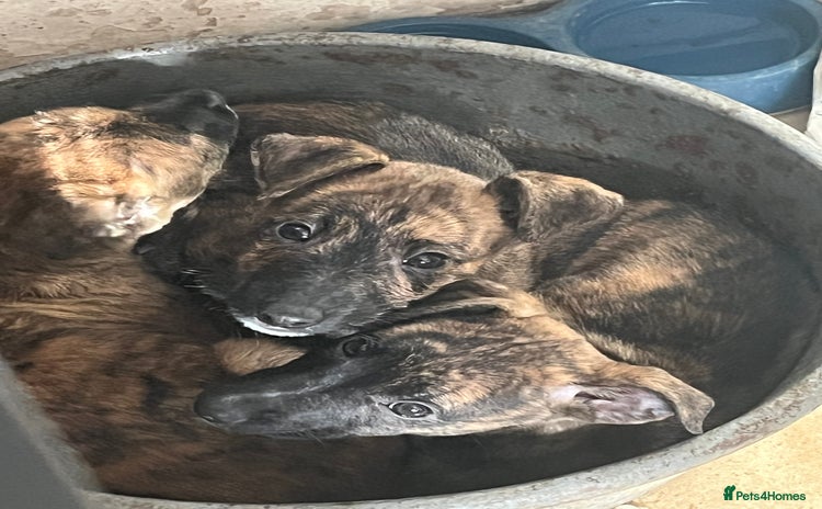 Mixed Breed dogs - Advert 1