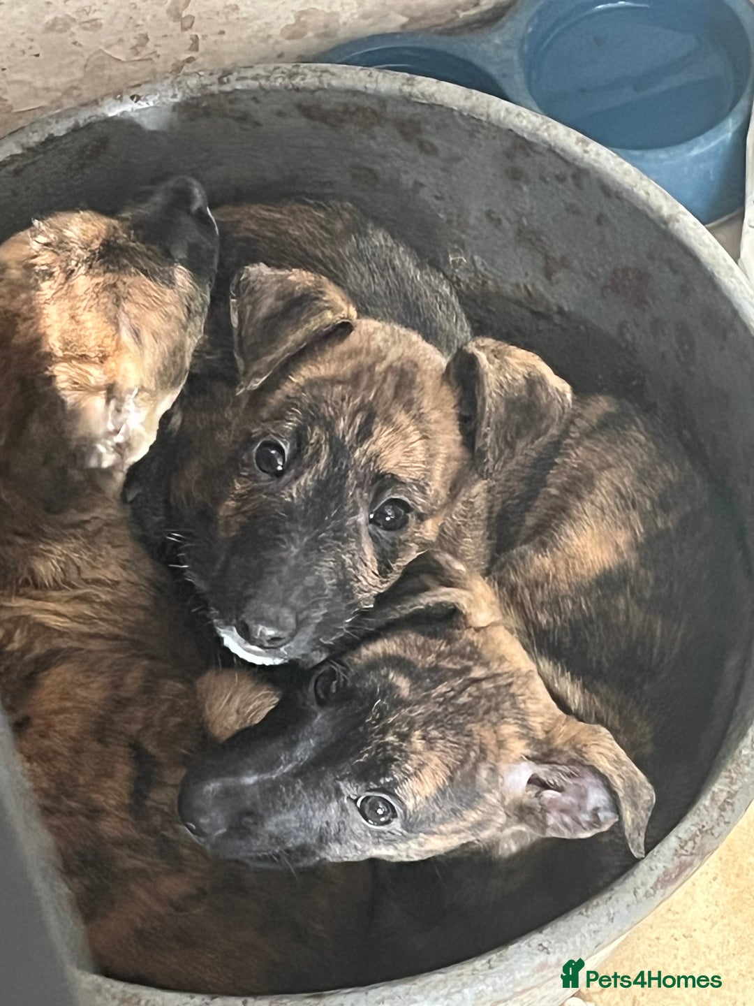 Mixed Breed dogs for sale: Last Whippet X puppy left  - Image 1