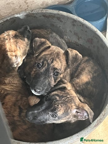 Mixed Breed dogs - Advert 1