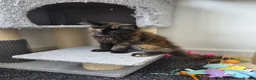 Maine Coon cats for sale: Maine coon pedigree kittens  - Advert 26