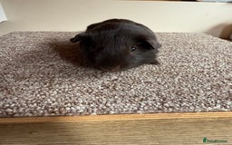 Guinea Pig rodents for sale: Self Chocolate Boars - Advert 14