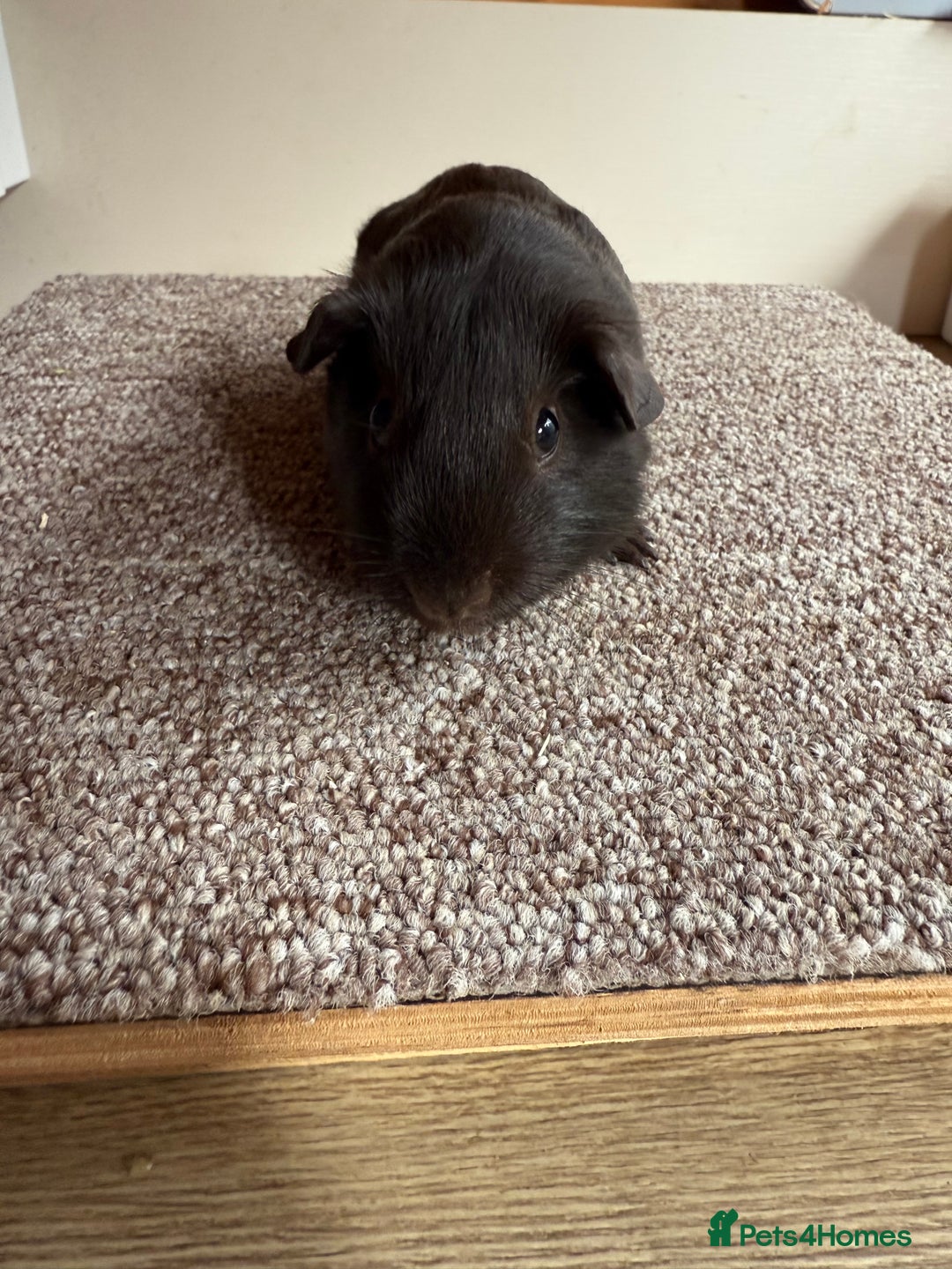 Guinea Pig rodents for sale: Self Chocolate Boars - Advert 14