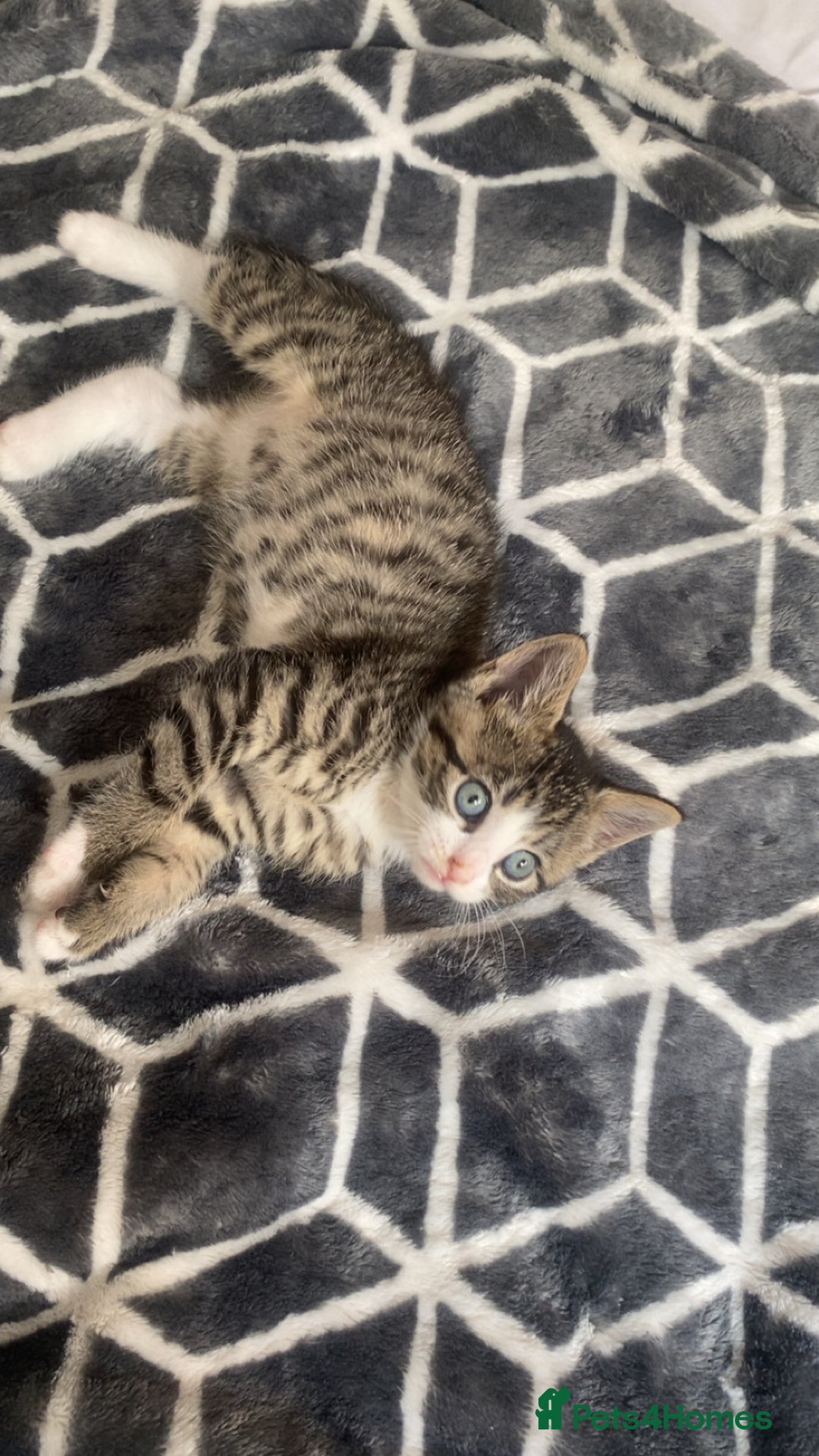 Maine Coon cats for sale: Maine coon / Siberian mix - Image 2
