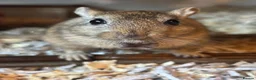Gerbil rodents for sale: 2 Bonded male gerbils  - Advert 5