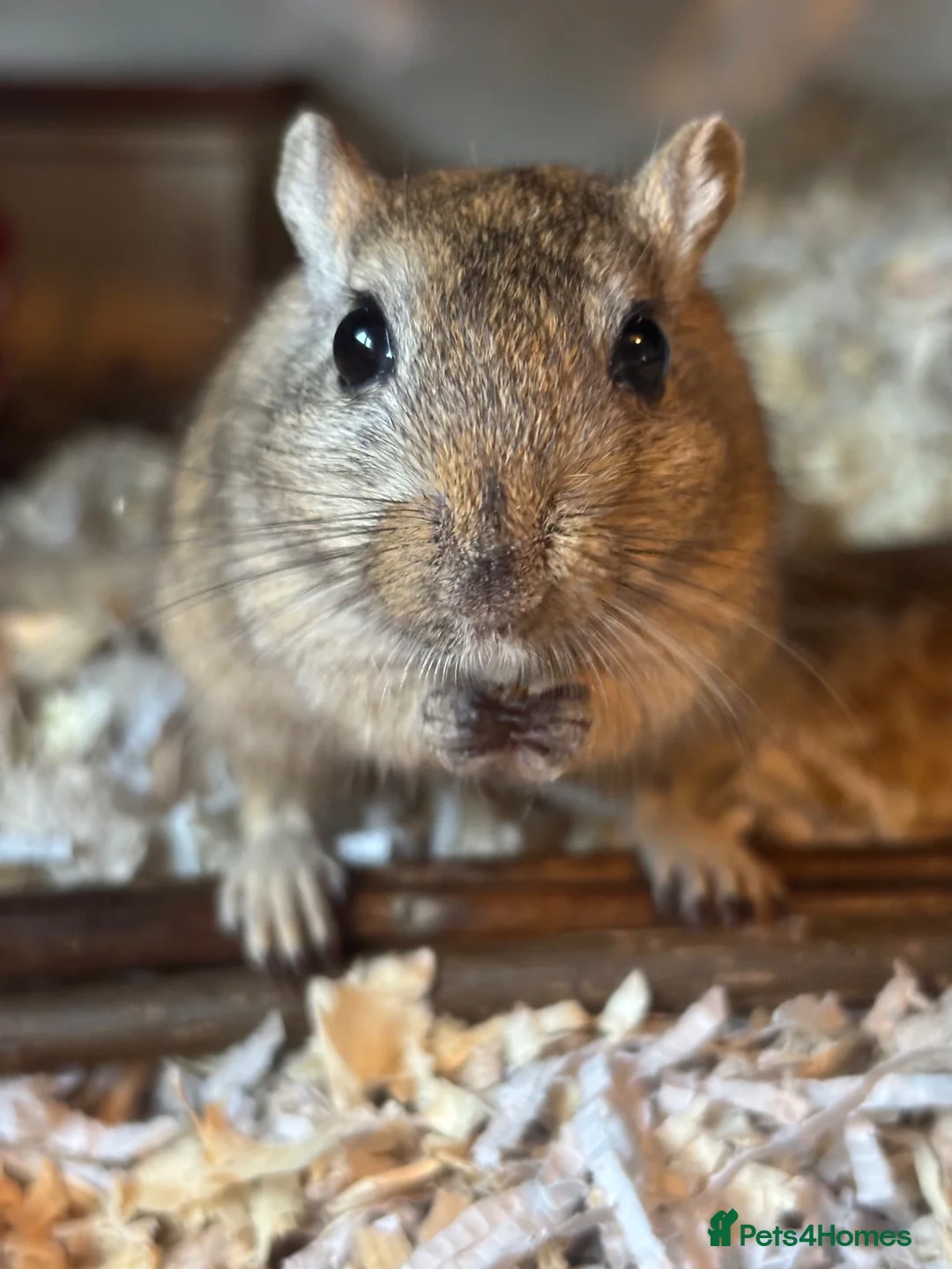 Gerbil rodents for sale: 2 Bonded male gerbils  - Advert 5
