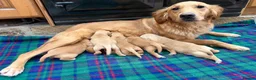 Golden Retriever dogs for sale: Gorgeous Golden Retrievers - Advert 6