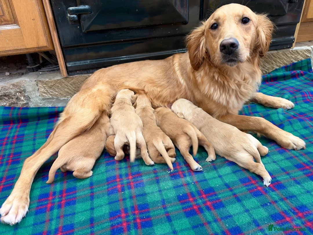 Golden Retriever dogs for sale: Gorgeous Golden Retrievers - Advert 6