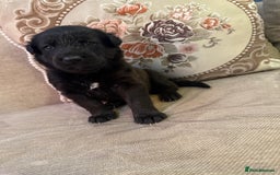 Mixed Breed dogs for sale: Beautiful Labrador x shepherd puppies - Image 6