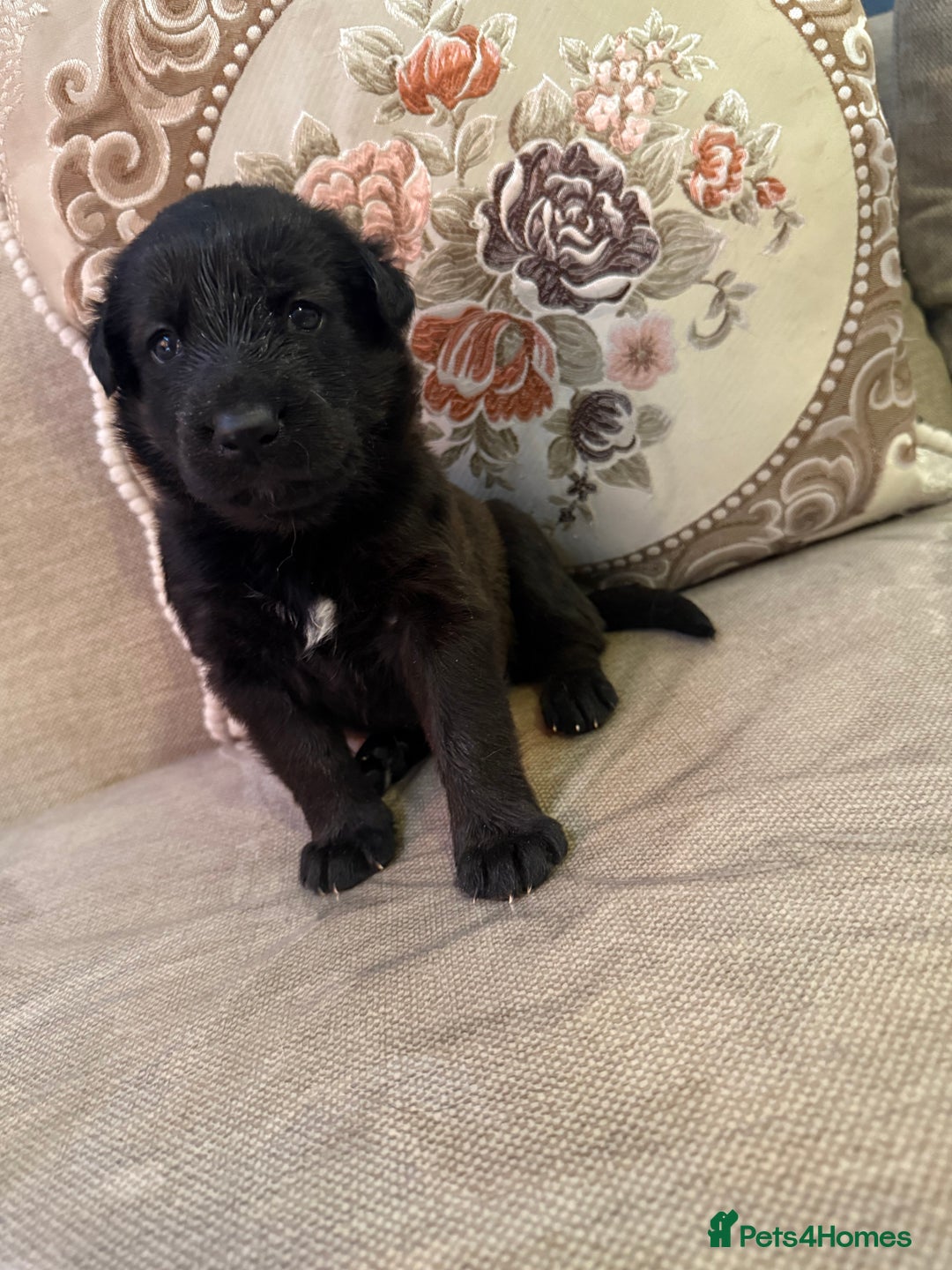 Mixed Breed dogs for sale: Beautiful Labrador x shepherd puppies - Image 6