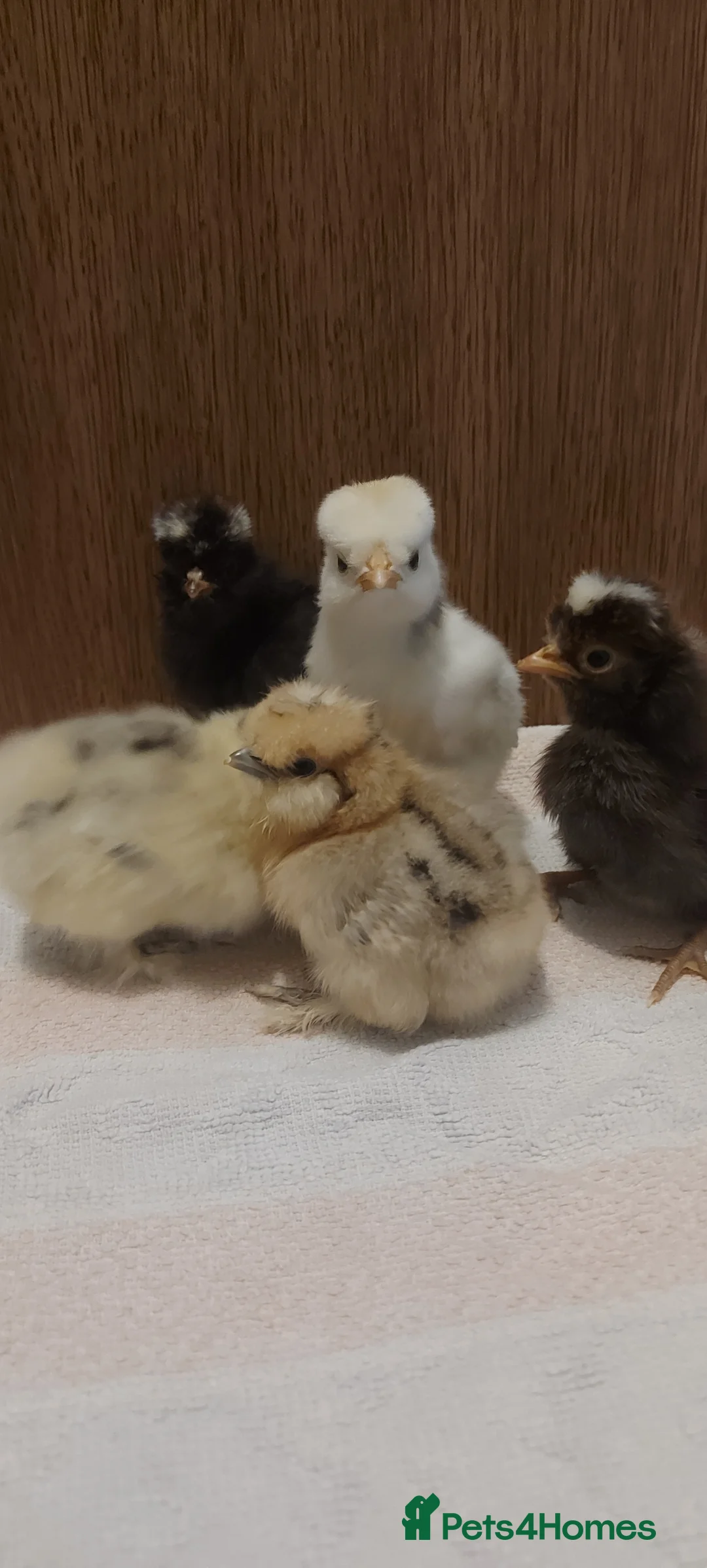 Chickens poultry for sale: Usa silkie and poland chicks  - Advert 4