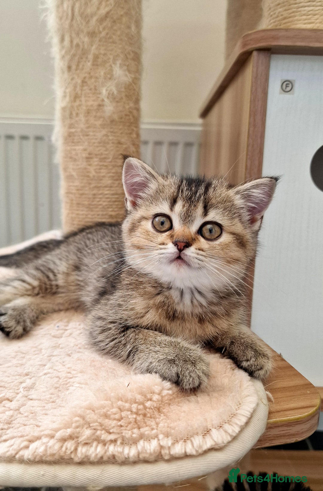 British Shorthair cats for sale:  Super friendly /lap Bsh kittens 2left😍 - Image 18
