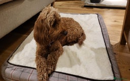 Cockapoo dogs for sale: Golden and Apricot Red F1b Cockerpoos for sale! - Image 19