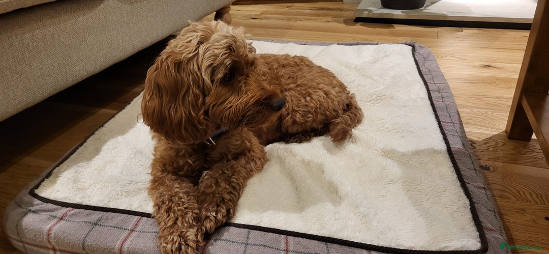 Cockapoo dogs for sale: Golden and Apricot Red F1b Cockerpoos for sale! - Image 19