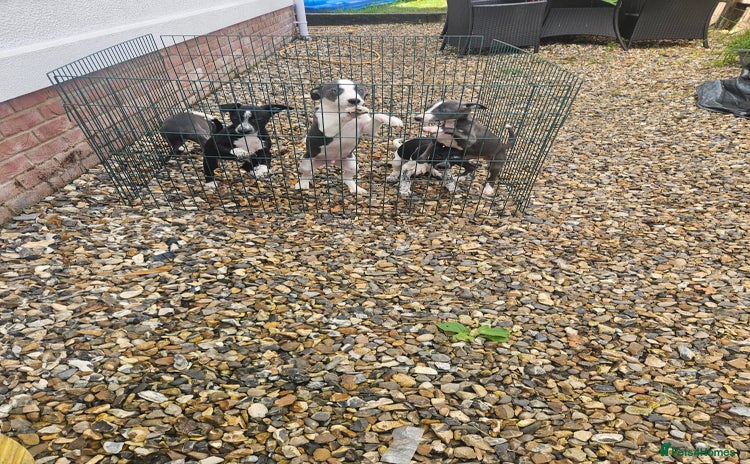 Whippet dogs - Advert 12