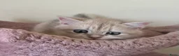 British Shorthair cats for sale: Delightful Golden British Shorthair Kittens - Advert 12