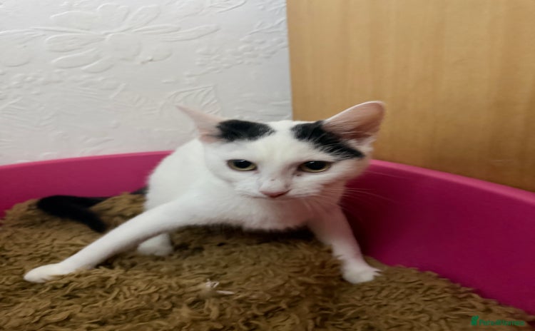 Japanese Bobtail cats - Advert 1