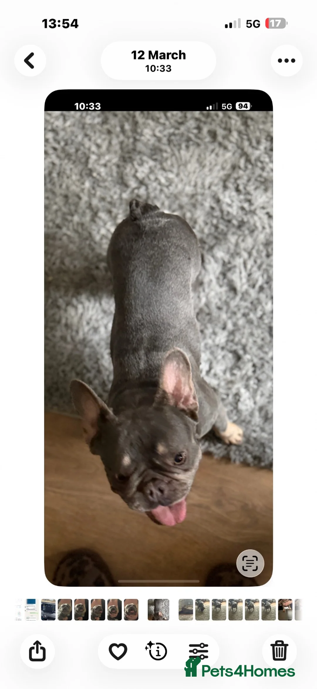 French Bulldog dogs for sale: French bulldogs  - Advert 2