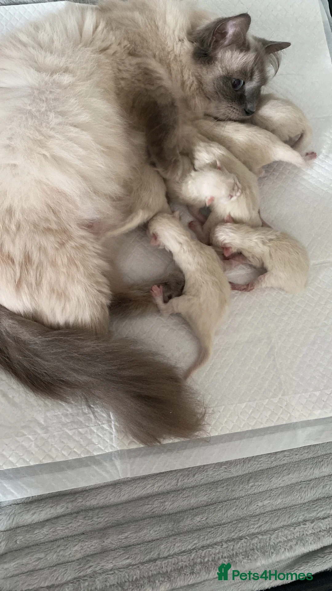 Ragdoll cats for sale: Ragdoll kittens - Advert 2