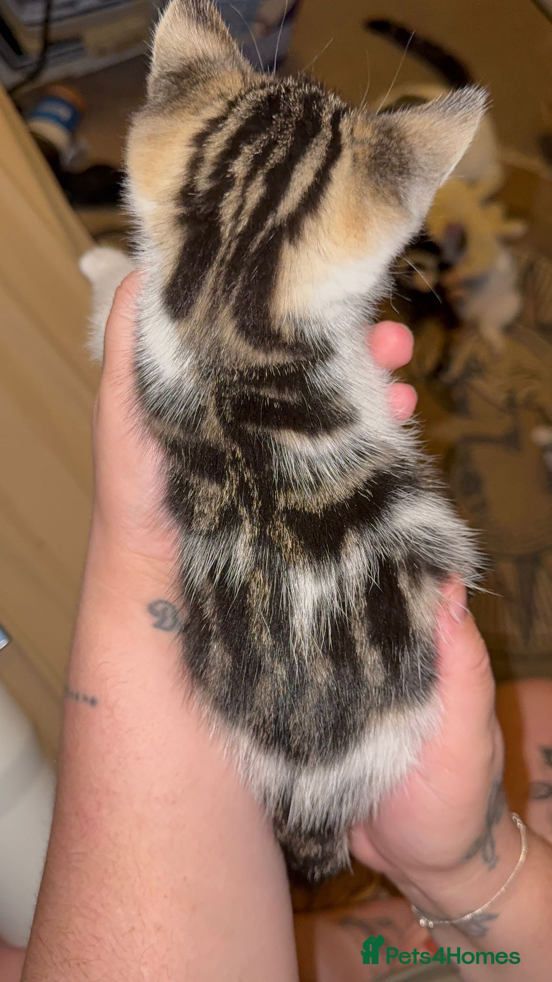 Mixed Breed cats for sale: Two girls left  - Image 10