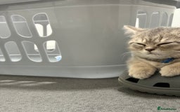 British Shorthair cats for sale: BSH Kitten Bean - Image 36