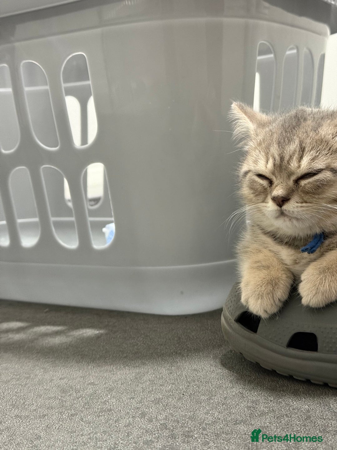 British Shorthair cats for sale: BSH Kitten Bean - Image 36