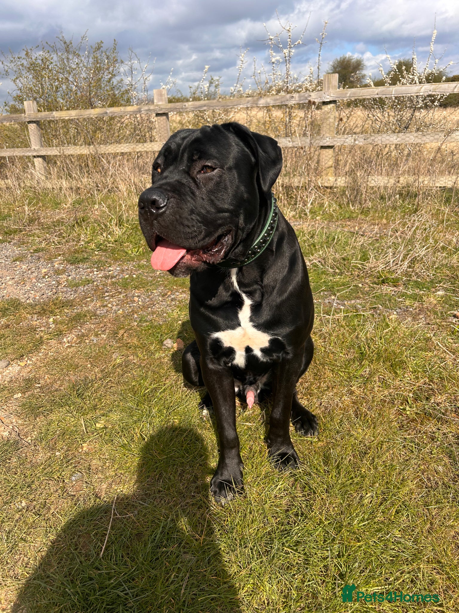 Cane Corso dogs Cane corso boy 10 months old  - Advert 1