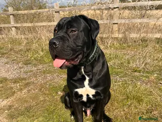 Cane Corso dogs Cane corso boy 10 months old - Advert 8