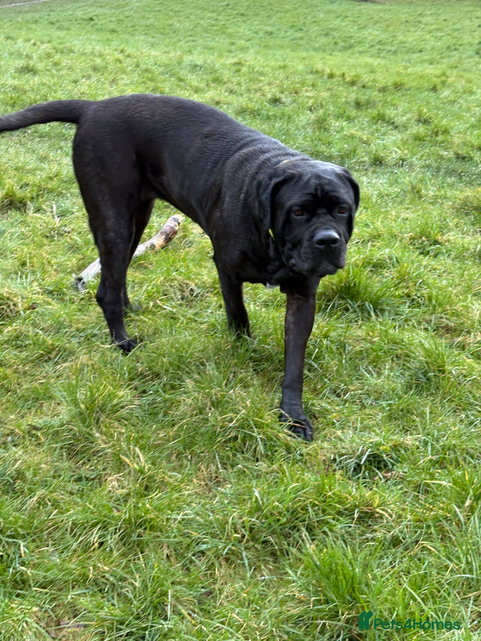 Cane Corso dogs Cane corso  - Advert 2