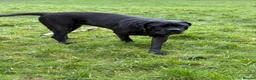 Cane Corso dogs for sale: Cane corso  in Hemel Hempstead - Advert 1
