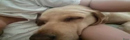 Labrador Retriever dogs for sale: lovely Labrador for rehome - Advert 2