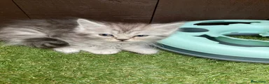 Maine Coon 2