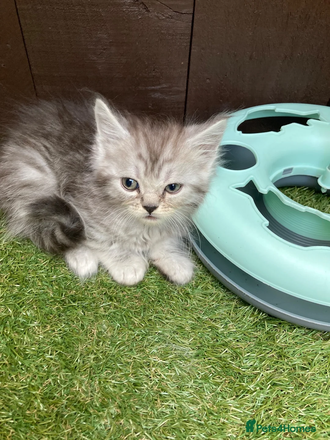 Maine Coon cats for sale: MAINE COON X SIBERIAN FOREST CAT  - Advert 9