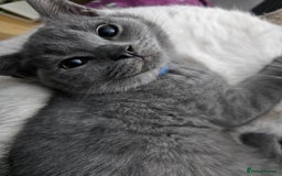 Mixed Breed cats for sale: Beautiful British Shorthair Cross  - Image 24