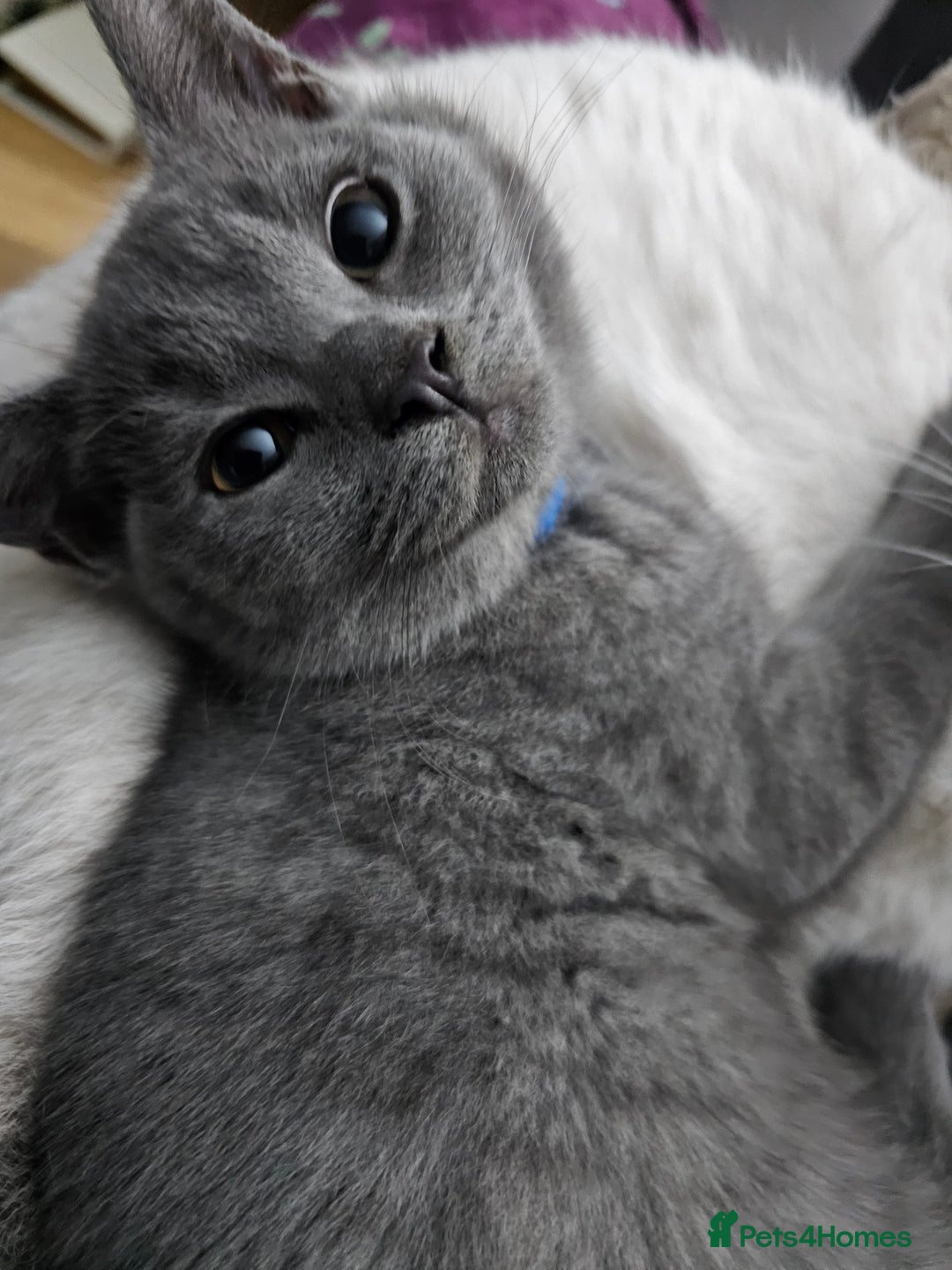Mixed Breed cats for sale: Beautiful British Shorthair Cross  - Image 24