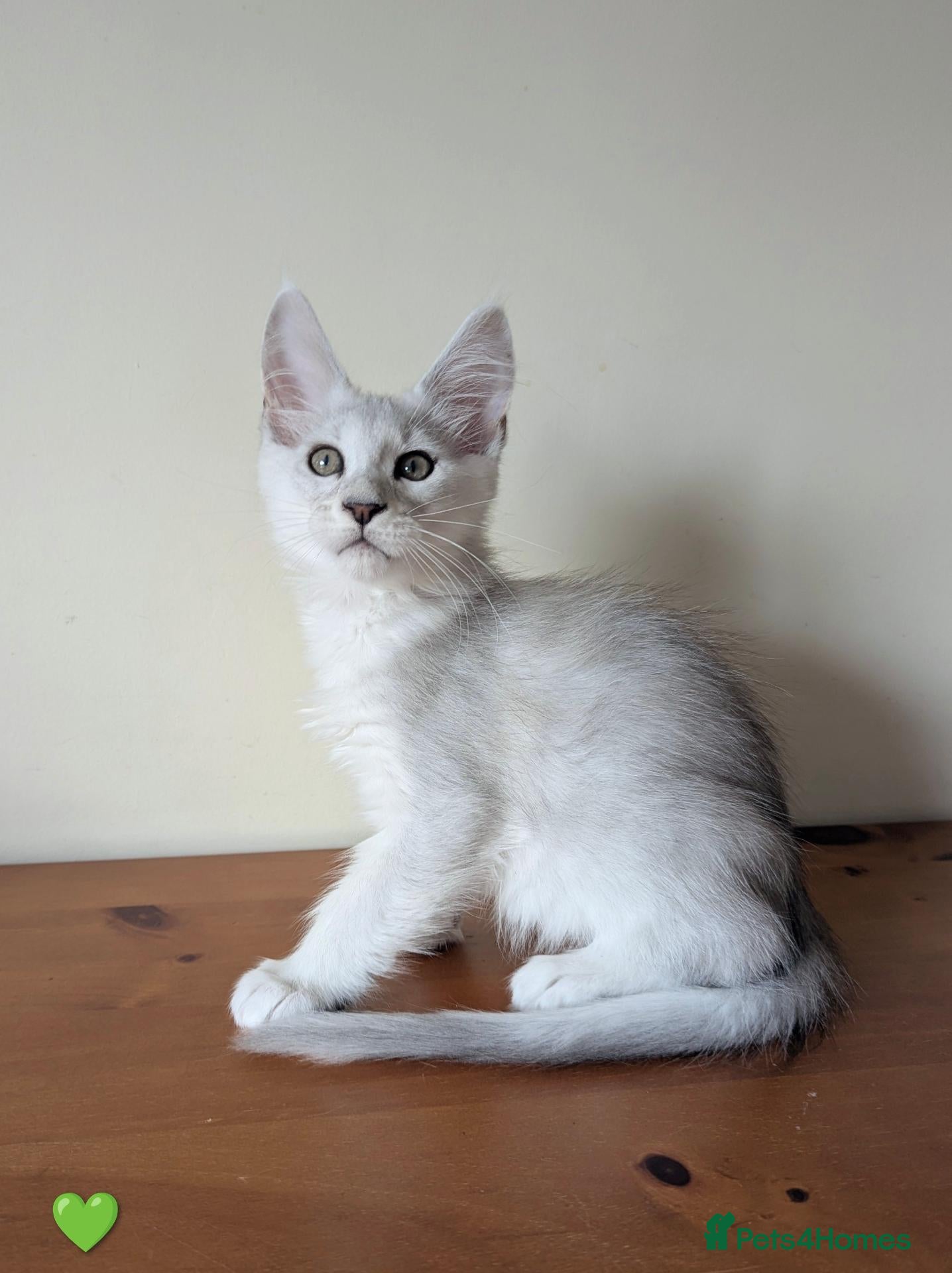 Maine Coon cats Maine Coon Kittens  - Advert 2
