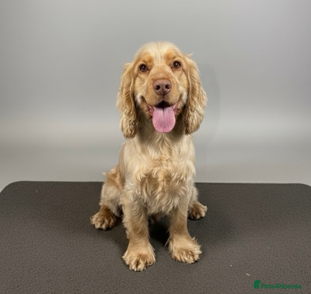 Cocker Spaniel dogs for stud: Orange roan show spaniel for stud!  - Advert 3