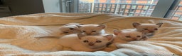 Tonkinese cats for sale: 5 Tonkinese kittens - Advert 6