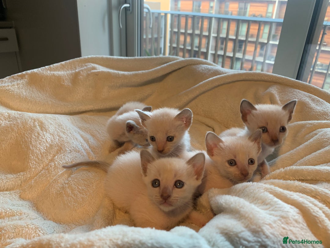 Tonkinese cats for sale: 5 Tonkinese kittens - Advert 6