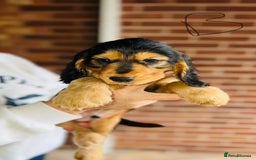 Cocker Spaniel dogs for sale: Full Cocker Spaniels Puppies  - Image 35