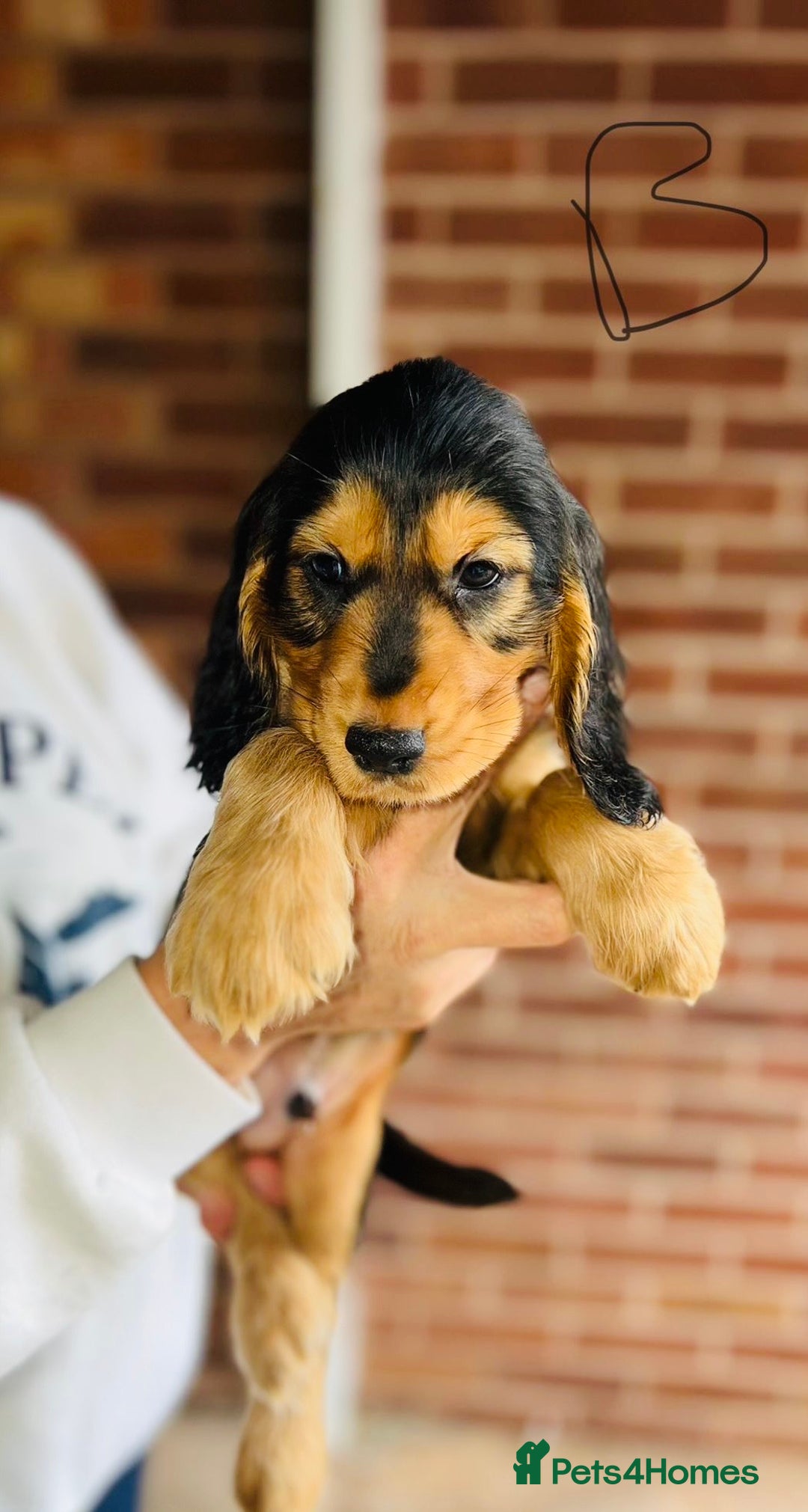 Cocker Spaniel dogs for sale: Full Cocker Spaniels Puppies  - Image 35