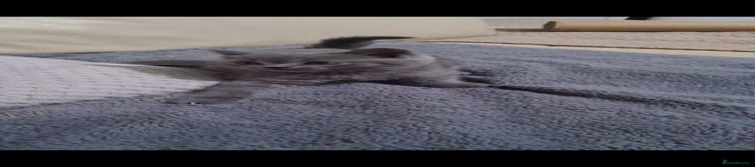 Scottish Fold Kitten 2