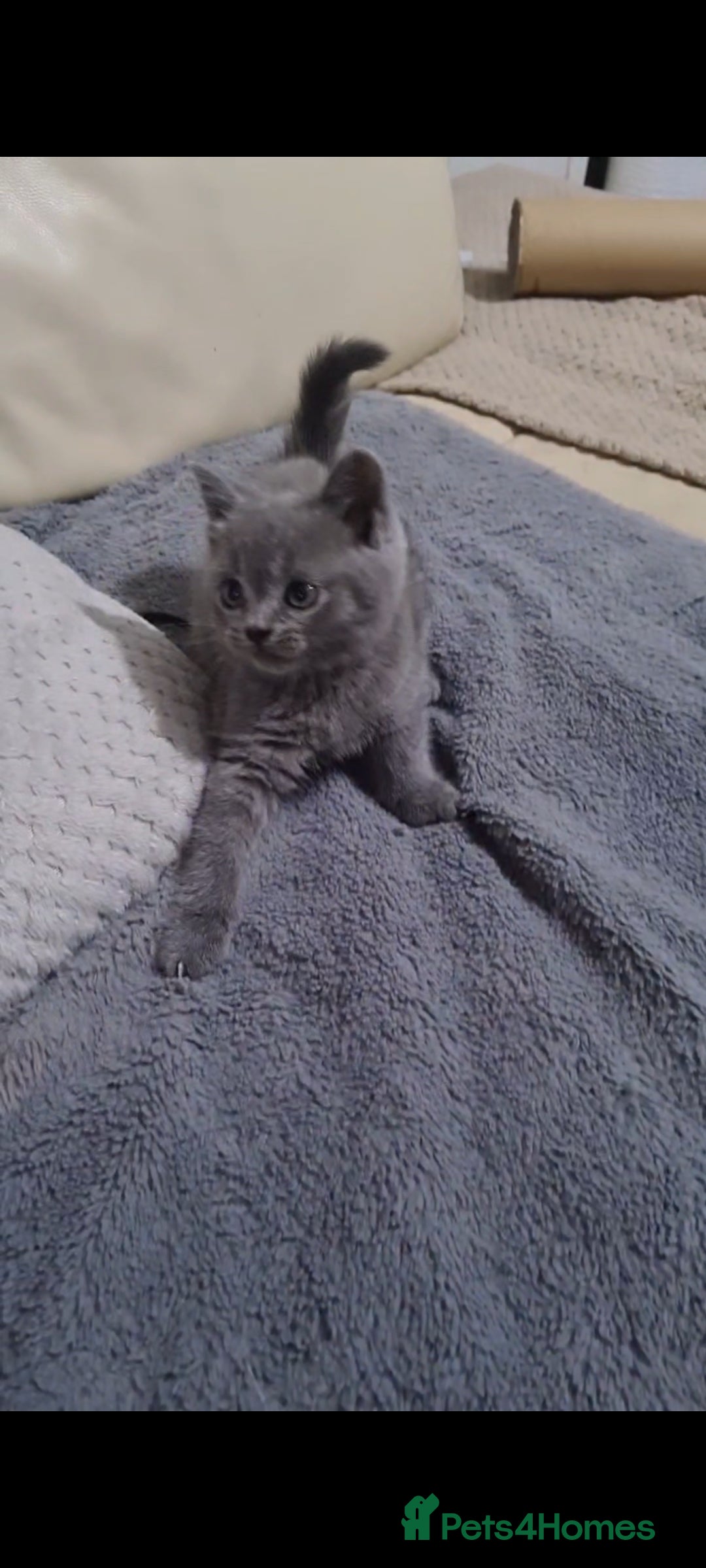 Scottish Fold cats for sale: Last beautiful kitten reduced  - Image 10