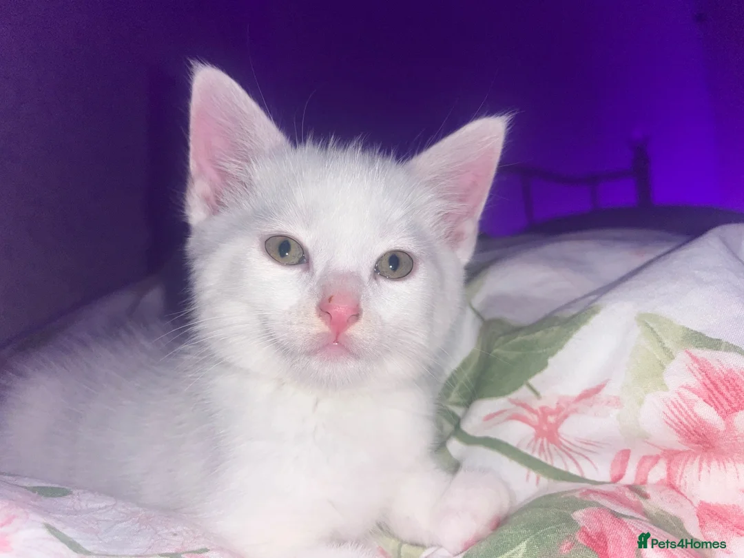Mixed Breed cats for sale: 2 brother kittens - Advert 1