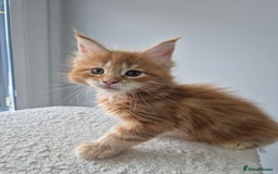 Maine Coon cats for sale: TICA - Maine Coon – 5 Boys Looking for Loving Home - Image 7