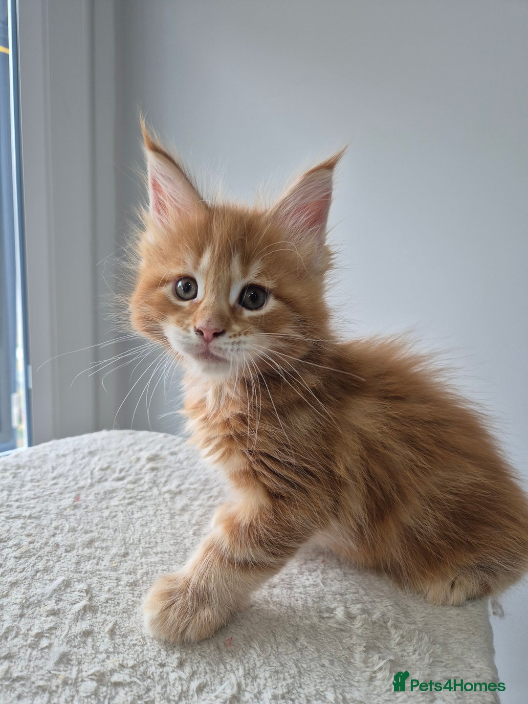 Maine Coon cats for sale: TICA - Maine Coon – 5 Boys Looking for Loving Home - Image 7